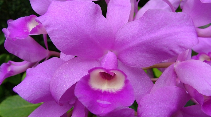 SJO-JARDINESLANKESTER-OPERANDOVIAJESYTURISMO