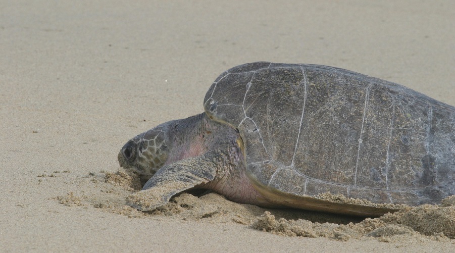 SJO-TORTUGERO-OPERANDOVIAJESYTURMOSLTDA