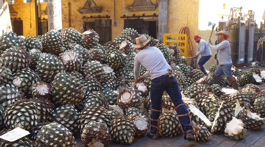 MÉXICO-TEQUILERIA-OPERANDOVIAJESYTURISMO