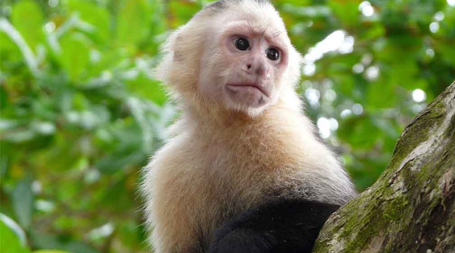 MEX-ARENAL-OPERANDOVIAJESYTURISMO