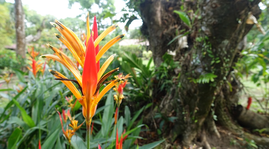 SJO-ARENAL-OPERANDOVIAJESYTURISMO