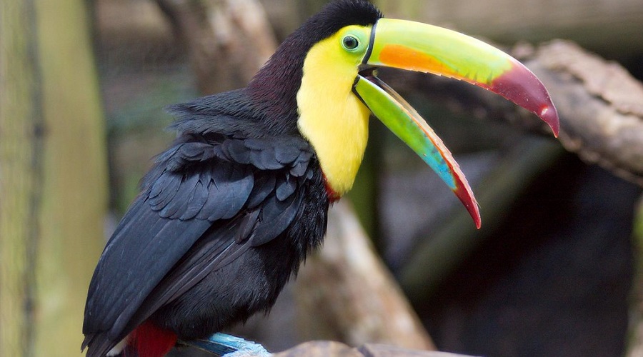 SJO-LAPAZ-OPERANDOVIAJESYTURISMO