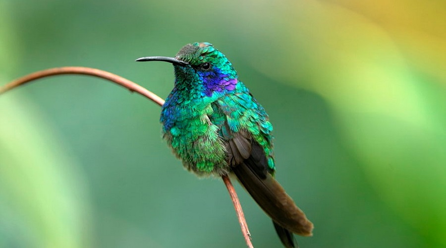 SJO-LAPAZ-OPERANDOVIAJESYTURISMO