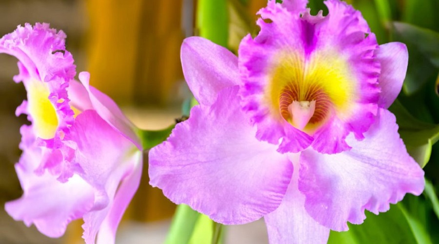 SJO-PUENTESCOLGANTES-OPERANDOVIAJESYTURISMO