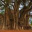 Arbol de tule en mexico